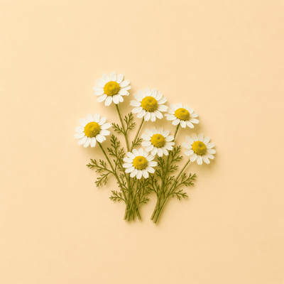 Chamomile